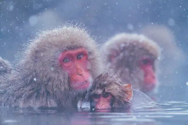 冬の雪の中、温泉に浸かるニホンザル（スノーモンキー）。地獄谷野猿公苑の冬の絶景