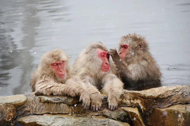 地獄谷野猿公苑のニホンザル（スノーモンキー）。柵も檻もない自然の環境で間近に観察できる